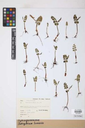 Botrychium lunaria