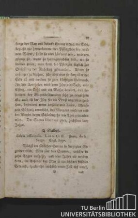 Salbey. Salvia officinalis. Linn. Cl. II. Franz. de la sauge. Engl. sage.