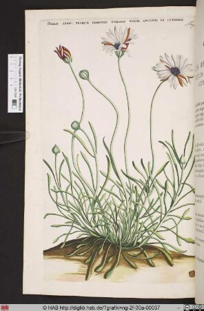 BELLIS AFRIC: FLORUM PEDICULIS FOLIOSIS FOLIIS ANGUSTIS ET INTEGRIS.