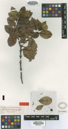 Psychotria costato-venosa Schltdl. [isotype]