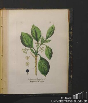 Laurineae. Laurus Sassafras L. Sassafras-Lorbeer.