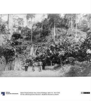 Kakao Plantage