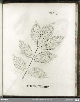 Tab. 34. Spiraea Ulmaria. Geißbart)