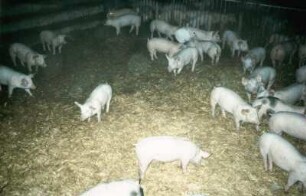 Flüssigfütterungsanlagen für Mastschweine