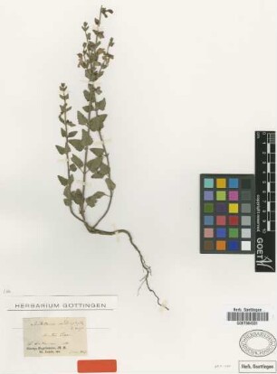 Scutellaria cardiophylla Engelm. & Gray [type]