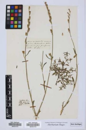 Lychnis