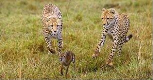 Serengeti
