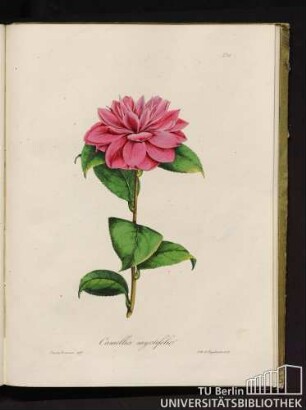 No. 28. Camellia myrtifolia