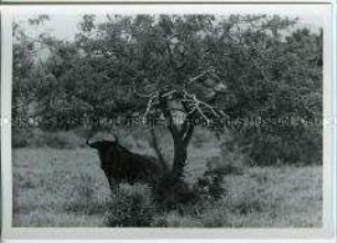 Gnu unter einem Dornenbaum, Kruger National Park, Südafrika