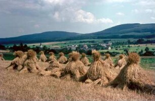 Feld mit Getreidegarben