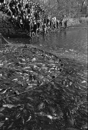 Abfischen der Karpfen im Moritzburger Schloßteich. Fischnetz und Zuschauer am Ufer