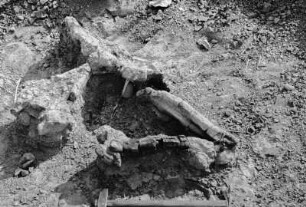 Dinosaurierknochen : Blick auf freigelegte Dinosaurierknochen