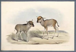 Gnu Catoblepas Gnu [bis] Guib Or Harness Antelope