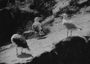 Archivfotografie "motive_tiere_zoo_verschiedene_on02"