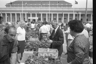 Geranienmarkt auf dem Festplatz.
