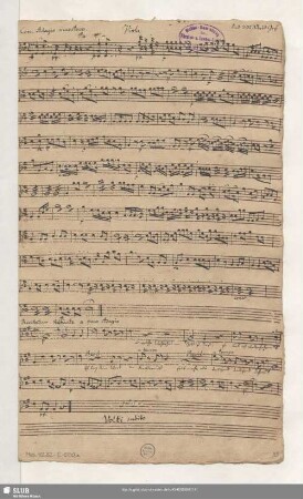 Viola