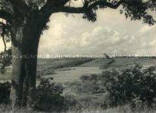 Blick zur Burg Wildeck