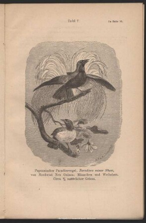 Tafel 7. Papuanischer Paradiesvogel