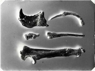 Ursus spelaeus
