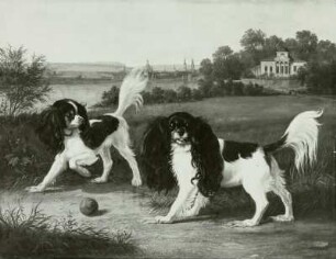Zwei King-Charles-Hunde vor Dresden