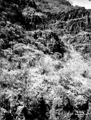 Felshang : Blick auf einen mit Gräsern und Büschen bewachsenen Felshang, vermutlich aus Tuffgestein