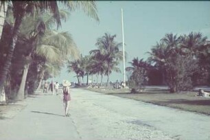 Reisefotos. Palmenallee zu einem Strand