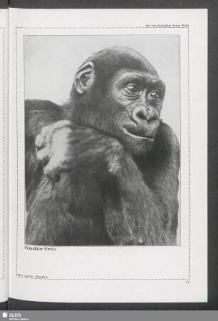 Männlicher Gorilla