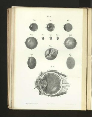 Pl. 80.