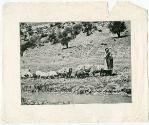[Herde]