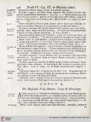 Caput X: De Musculis Volae Manûs, Carpi et Metacarpi