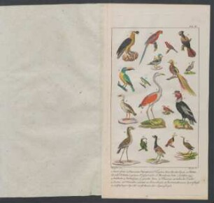 Tafel 14.