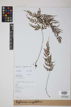 Asplenium cuspidatum Lam.