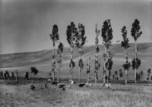 Blick auf eine Weide (Forschungsreise in die Große Kabylei 1942)