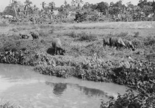 Weidende Büffel mit Lehmkruste : Dschungellandschaft mit einer Ebene und Wasserloch an dem Büffel stehen