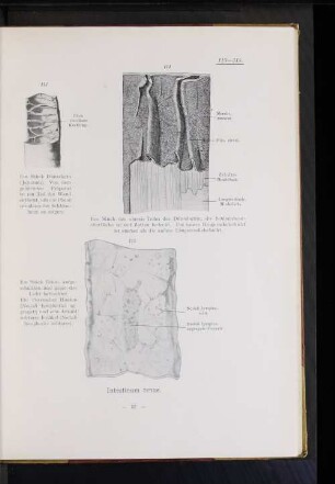 Intestinum tenue.
