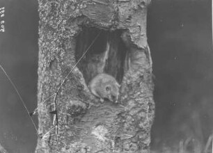 Siebenschläfer : Siebenschläfer (Glis glis Linnaeus) beim Verlassen seines Baus.
