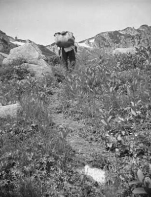 Aufstieg im Kurobegoro-dake-Kar : Ansicht mit Träger und Bergführer des Fotografen