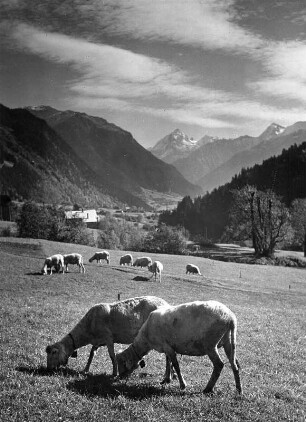 Österreich. Gebirgslandschaft (vielleicht im Lechtal). Ansicht mit weidenden Schafen