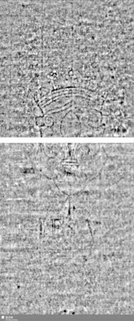 Lilienschild + IESV / LW = S.13/14+31/32