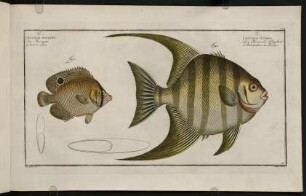 CCXIr, Fig. 1.: Chaetodon Plümieri. Fig. 2.: Chaetodon Ocellatus
