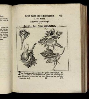 XVIII. Kapitel. über die Purpurschnecken. XVIII. Kapitel. Allgemeine Anmerkungen über die Familie der Purpurschnecken.