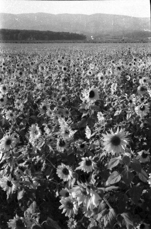 Agram [Zagreb, Kroatien]: Sonnenblumenfeld vor der Stadt