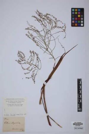 Collinia elegans (Mart.) Liebm. ex Oerst.