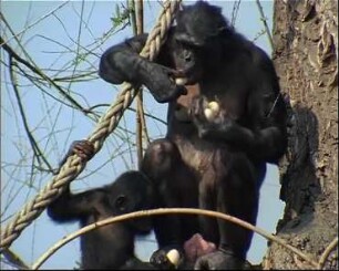 Bonobo Sexual Behaviour and its Social Tension-Reducing Functions