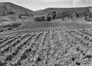 Feldbau : Blick über frisch bepflanzte Felder