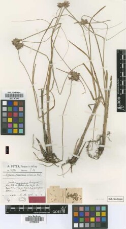 Cyperus vexillatus Peter ex Kük. [type]