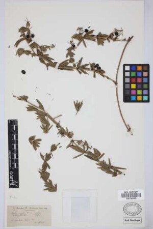 Rubia peregrina L. var. longifolia