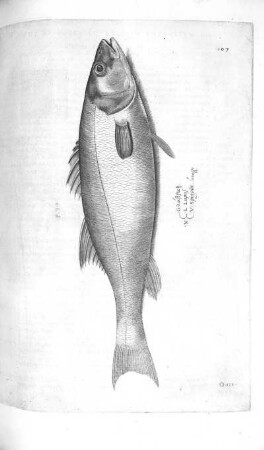 Lupus