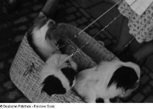 Hunde in einem Korb