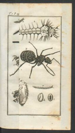 Tafel: Les Moucherons et autrex Insectes.